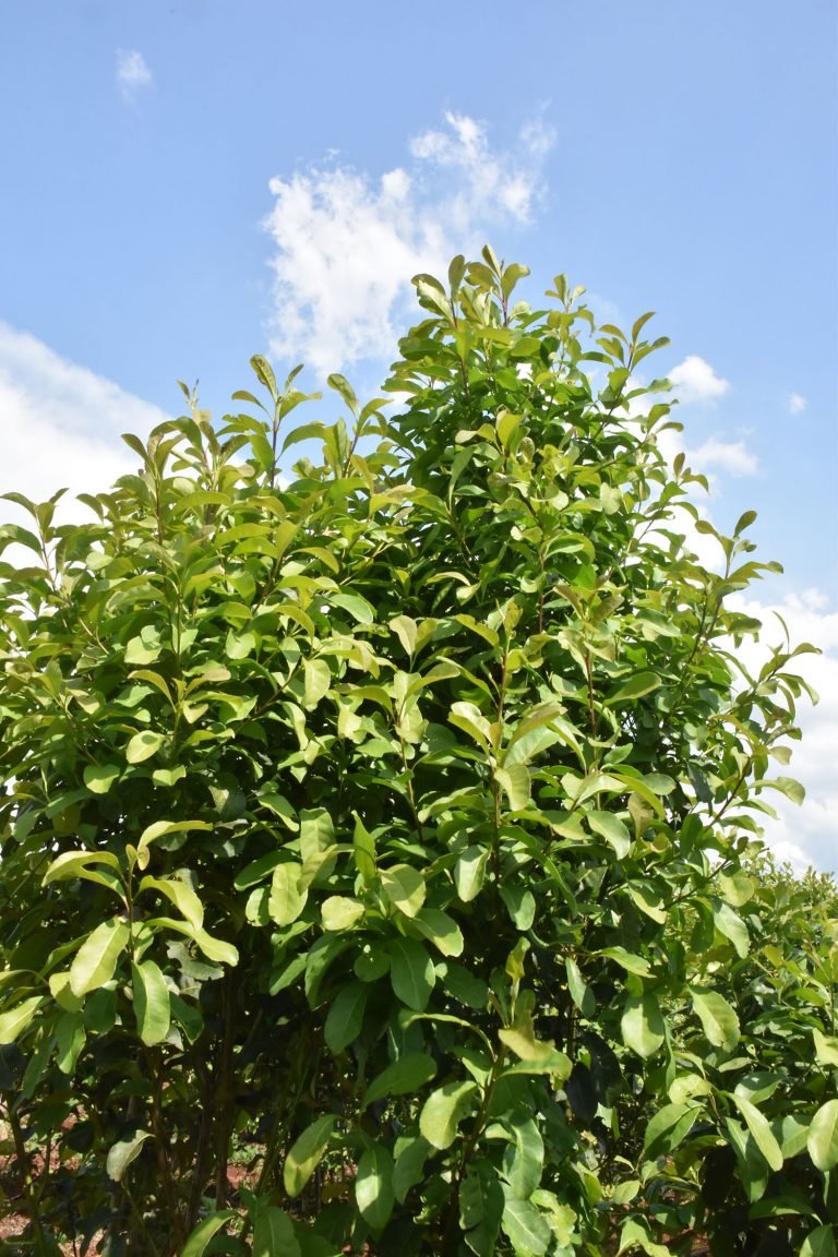 Fruto Mate ¿Cómo se produce la yerba mate? - Mate Angiru