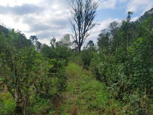 Arboles nativos y plantas de yerba orgánica conviven en Angirú Guazú
